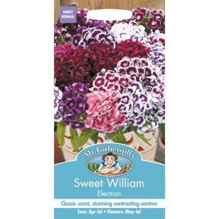 UK/FO-SWEET WILLIAM Electron - image 1