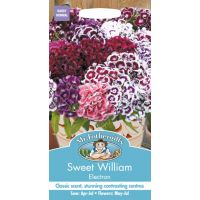 UK/FO-SWEET WILLIAM Electron - image 1
