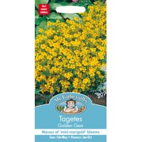 UK/FO-TAGETES Golden Gem - image 1