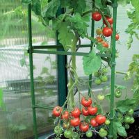 Tomato Cage