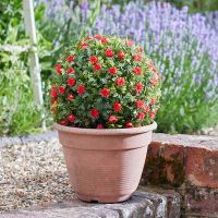 Topiary Red Rose Ball 30Cm - image 3