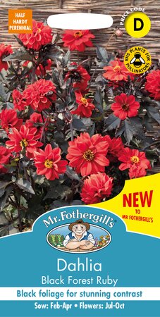 UK/FO-DAHLIA Pinnata Black Forest Ruby