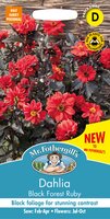 UK/FO-DAHLIA Pinnata Black Forest Ruby