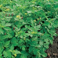 UK/FO-GREEN MANURE Autumn/Winter Mix