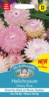 UK/FO-HELICHRYSUM Silvery Rose