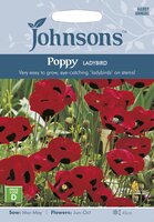 UK/JO-POPPY Ladybird