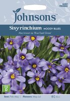 UK/JO-SISYRINCHIUM Moody Blues