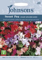 UK/JO-SWEET PEA Dwarf Explorer Mixed