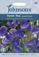 UK/JO-SWEET PEA Mammoth Blue