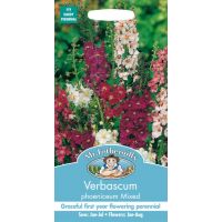 UK/FO-VERBASCUM phoeniceum Mixed - image 1