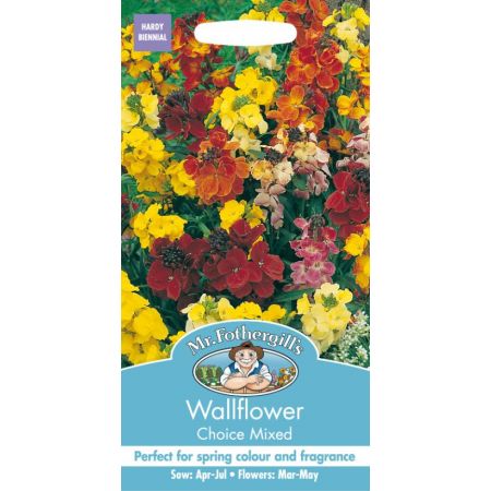 UK/FO-WALLFLOWER Choice Mixed - image 1