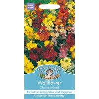 UK/FO-WALLFLOWER Choice Mixed - image 1
