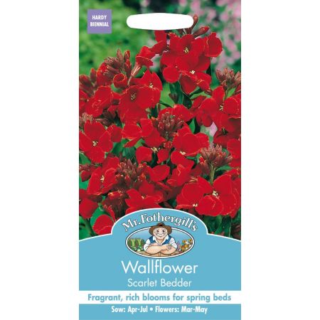 UK/FO-WALLFLOWER Scarlet Bedder - image 1