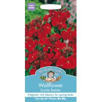 UK/FO-WALLFLOWER Scarlet Bedder - image 1