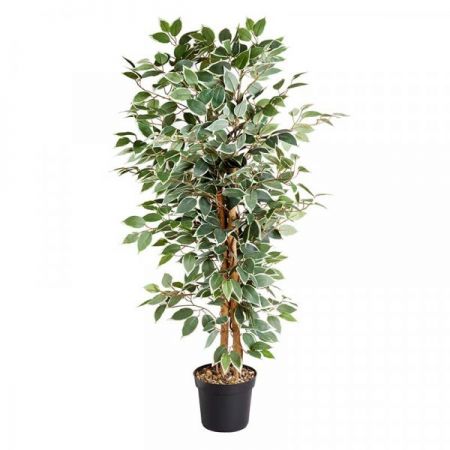 Weeping Fig 130cm - image 1