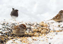 Wild Bird Food