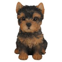 Yorkshire Terrier Pup F